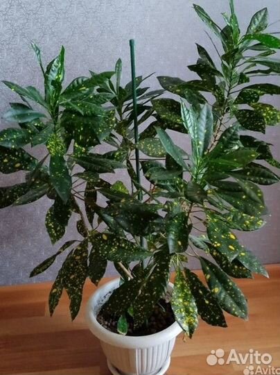 Кротон (брызги шампанского )