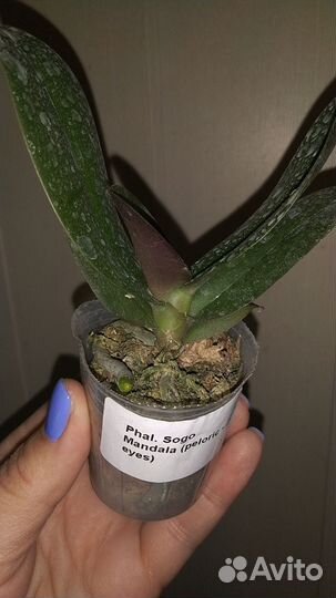 Орхидея Sogo Mandala пелорик