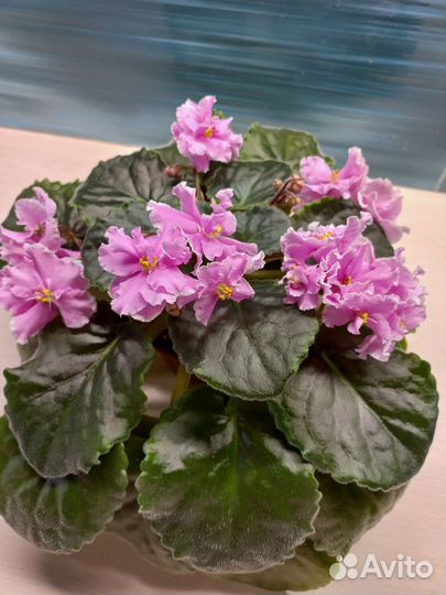 Фиалки(цветущие и детки)