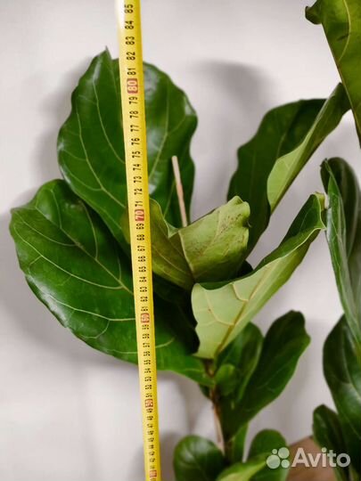 Фикус лирата большой