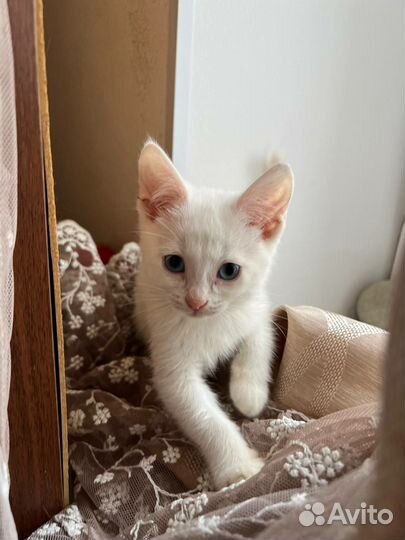 Котята в добрые руки бесплатно