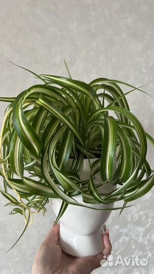 Хлорофитум кудрявый