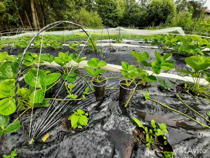 Рассада земляники садовой - клубники