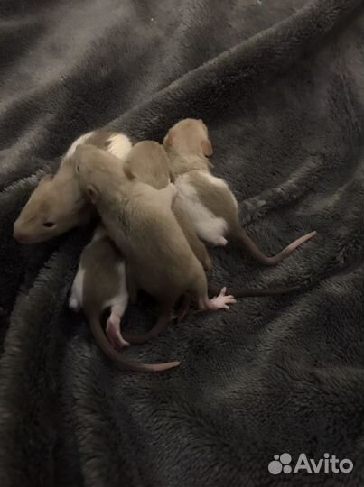 Крысята сиамские