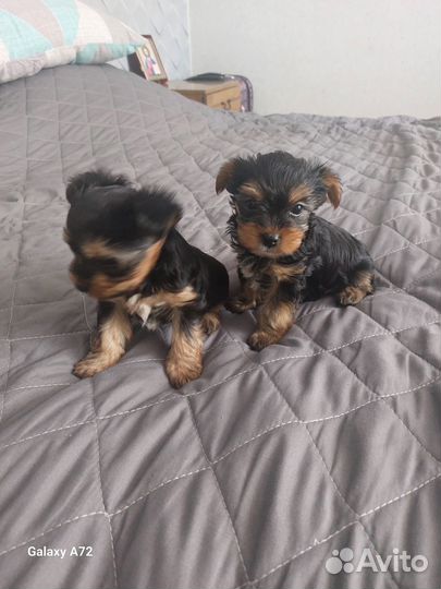 Йоркширский терьер щенки стандарт