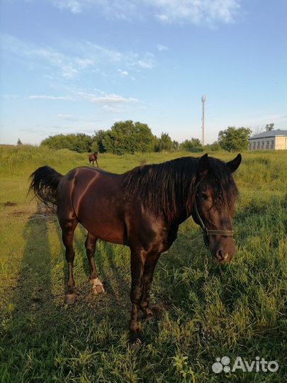 Лошадь (жеребец)