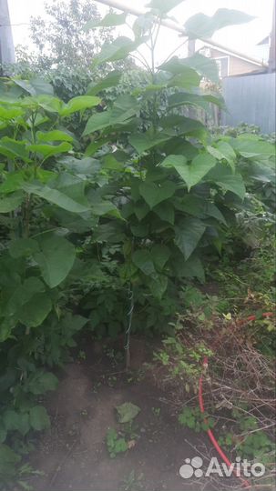 Катальпа