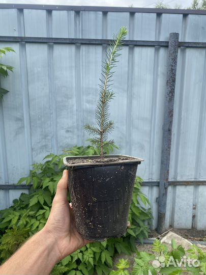 Ель обыкновенная