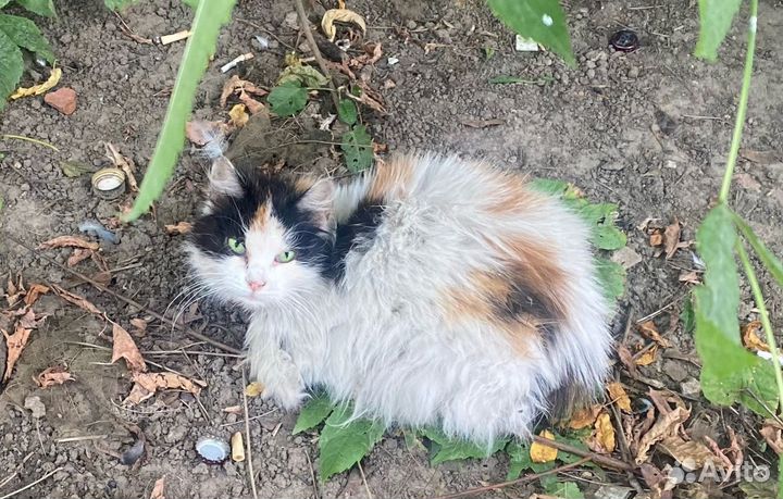 Трехцветная кошка в добрые руки