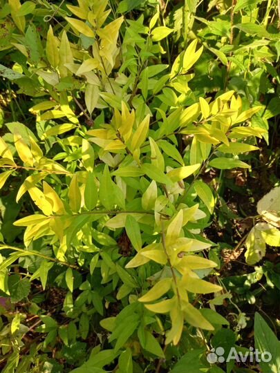 Бересклет japan голд