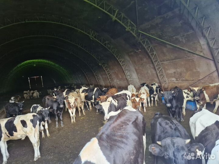 Коровы и быки