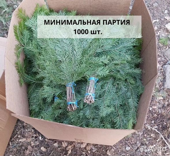 Веники пихтовые от производителя