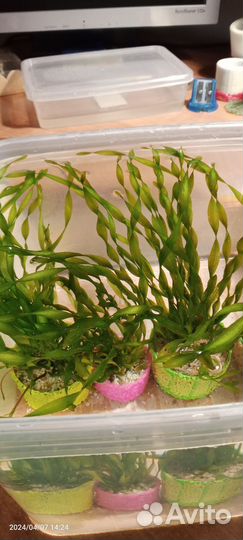 Аквариумное растение