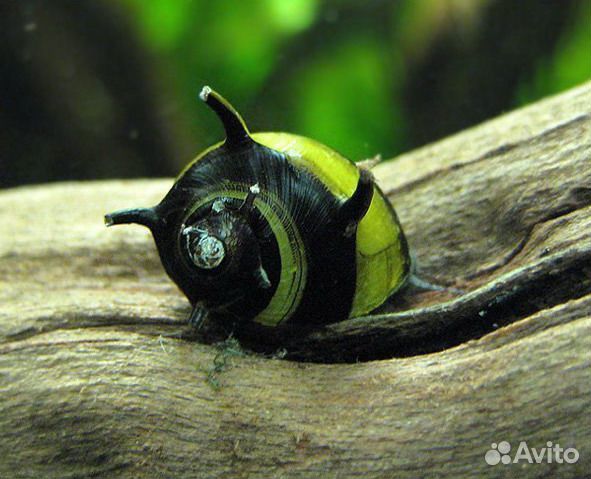 Улитка неретина бесплатно
