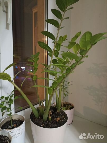 Замиокулькас, фикус