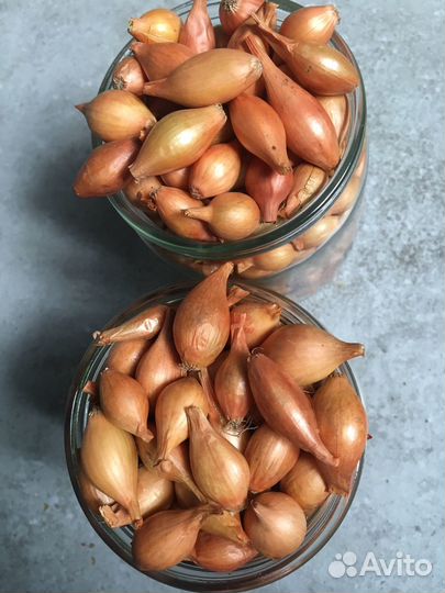 Лук севок стурон