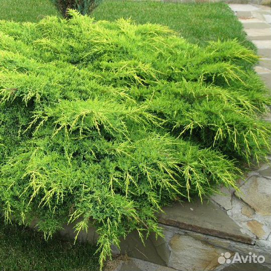 Можжевельник средний Голд Кост (1 саженец)