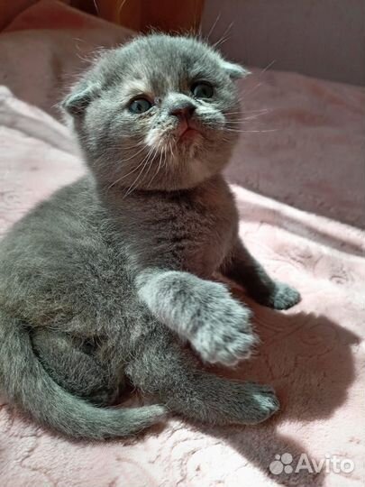 Шотландская вислоухая кошка