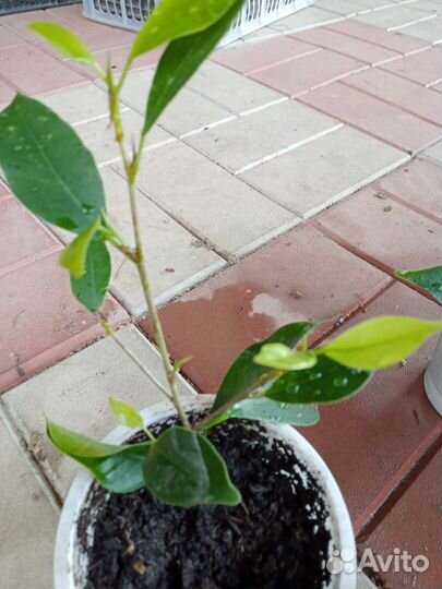 Фикус Нитида