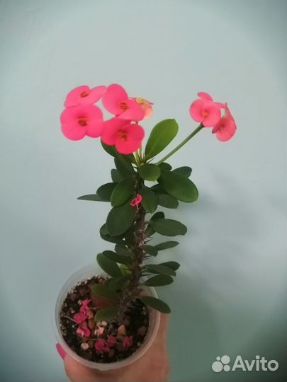 Комнатные растения