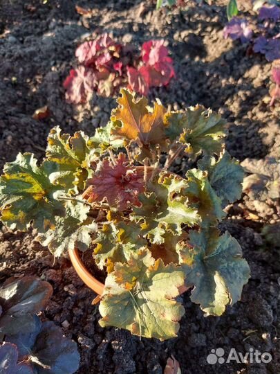 Многолетние цветы