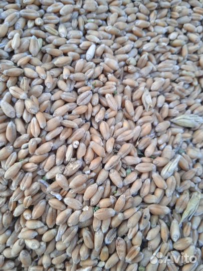 Зерно пшеница