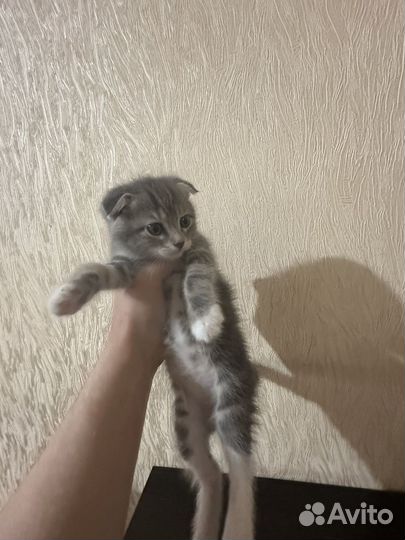 Шотландская