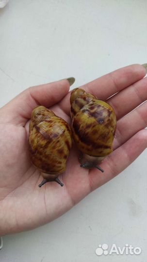 Улитки архахатины