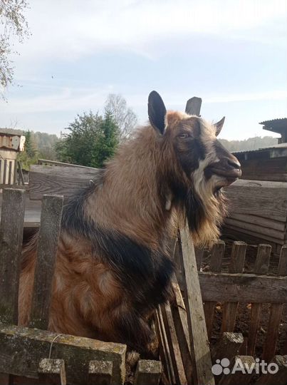 Козел альпийский