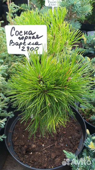 Красивые хвойные