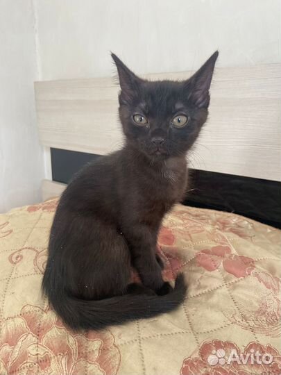 Котенок