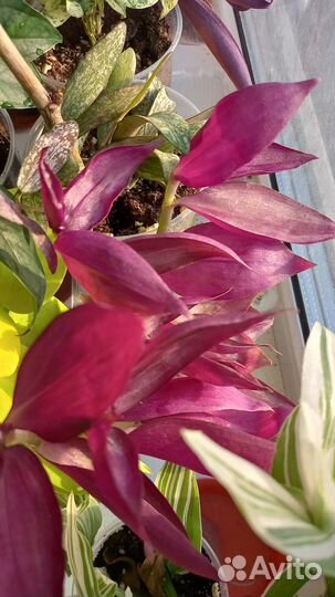 Традесканции