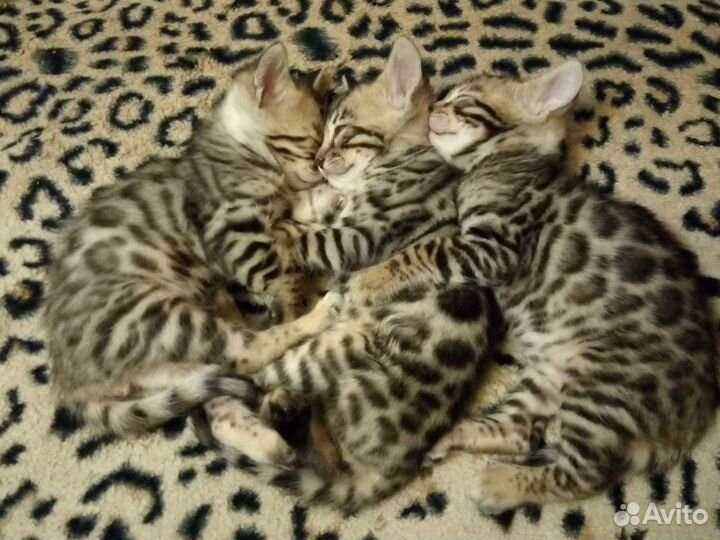 Бенгальские котята