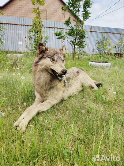 Чучело волка ручной работы