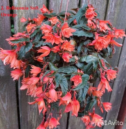 Бегония вегетативная ампельная белекония