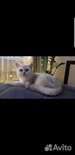 Британская серебристая шиншилла