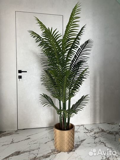 Пальма Стрелиция Фикус