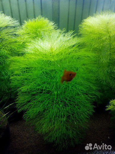 Аквариумные растения