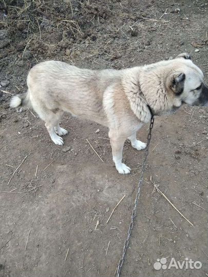 Кавказский волкодав