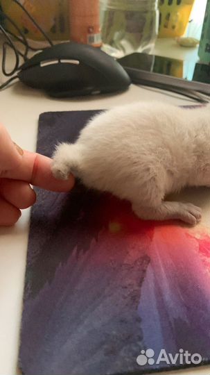 Меконгский бобтейл