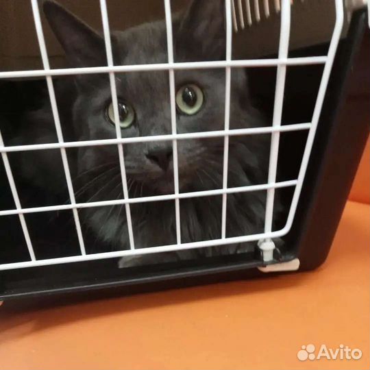 Кот ищет дом