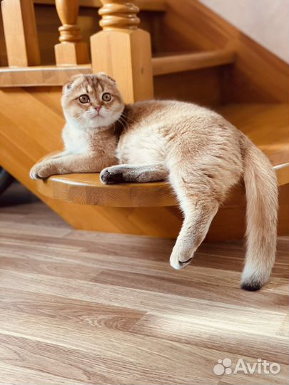 Шотландская вислоухая