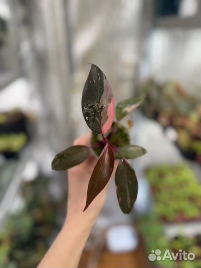 Филодендрон