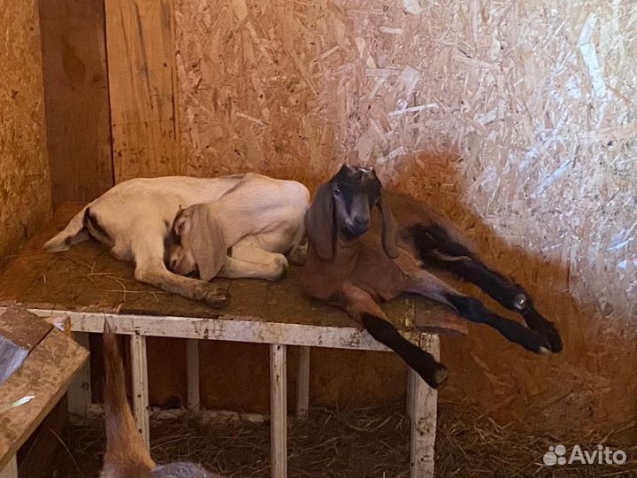 Коза альпийская