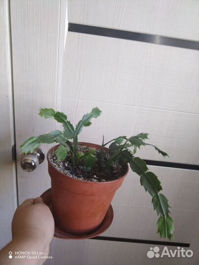 Комнатные цветы