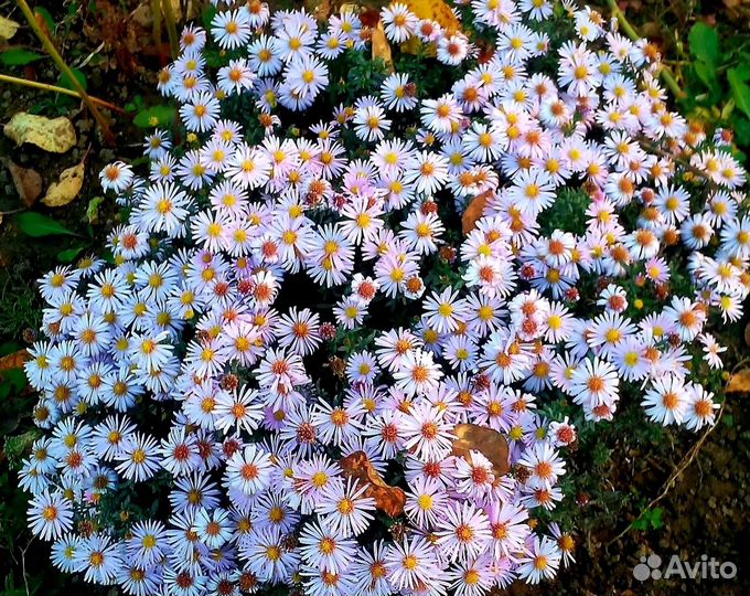 Астра многолетняя