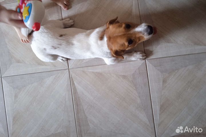 Джек Рассел терьер