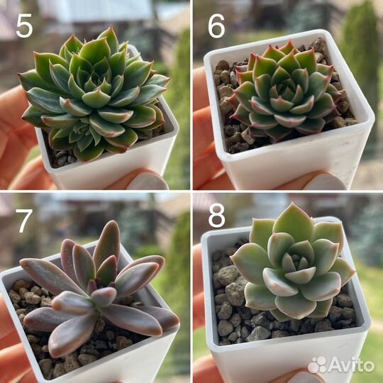 Суккуленты, минисадики,композиции