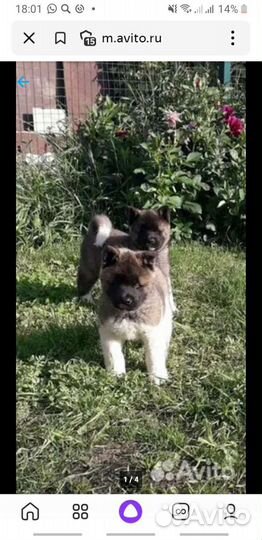 Собаки щенки