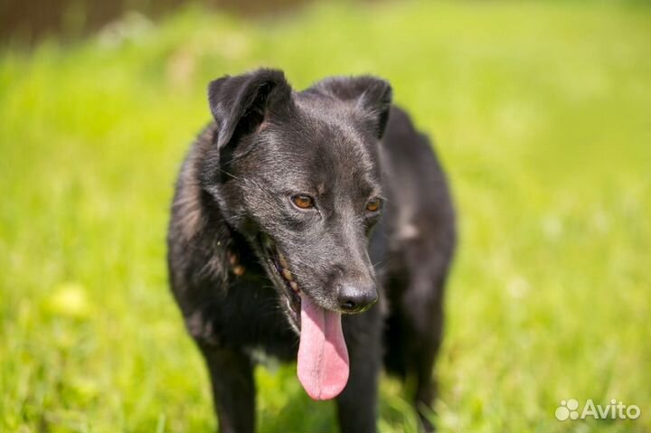 Собака в дар в добрые руки